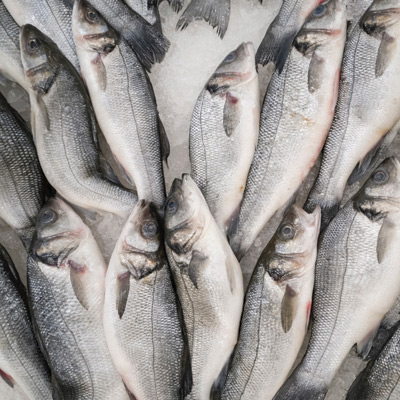 fish
