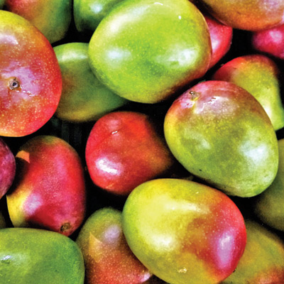 mangoes